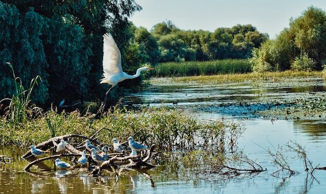 Terenuri din Delta Dunării trec de la piscicultură la agricultură: 179 de hectare aprobate pentru culturi