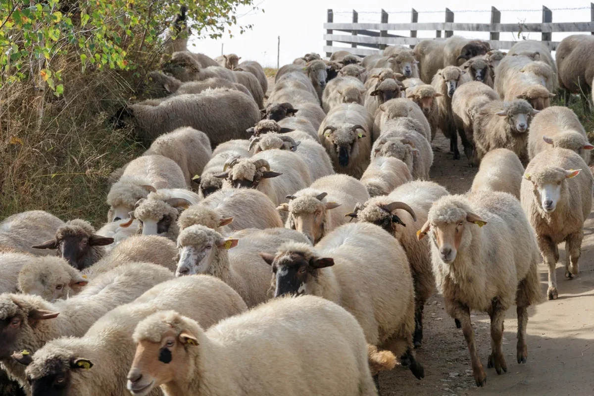 Demersuri diplomatice pentru reluarea exporturilor de ovine și caprine din România