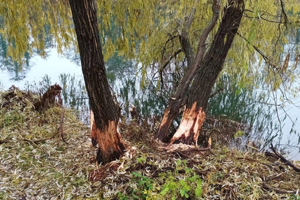 Administrația din Oradea investește peste 37.000 de lei pentru protejarea arborilor de pe malul Crișului Repede