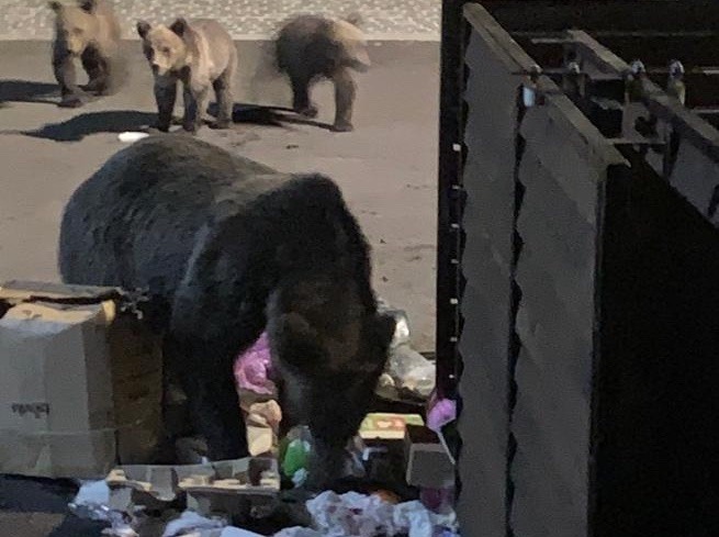 Primăria Brașov avertizează cetățenii: hrănirea animalelor la containere atrage urșii în zonele urbane