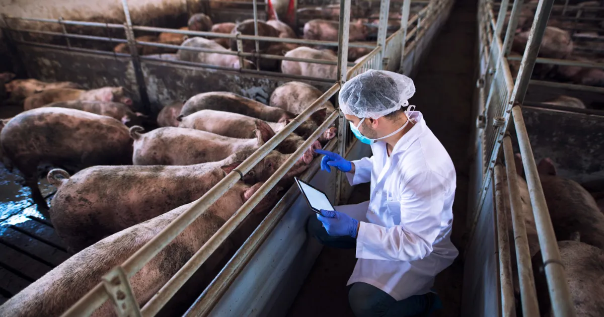 Audit sever la ANSVSA: Despăgubiri pentru animale inexistente și erori de miliarde în contabilitate