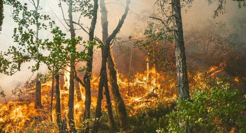 Ministerul Mediului propune noi norme pentru combaterea incendiilor de pădure prin monitorizare tehnologizată