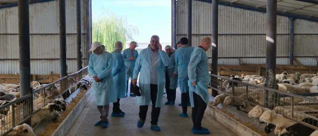Exporturile de ovine în Libia: ANSVSA estimează finalizarea certificatelor sanitare în această săptămână