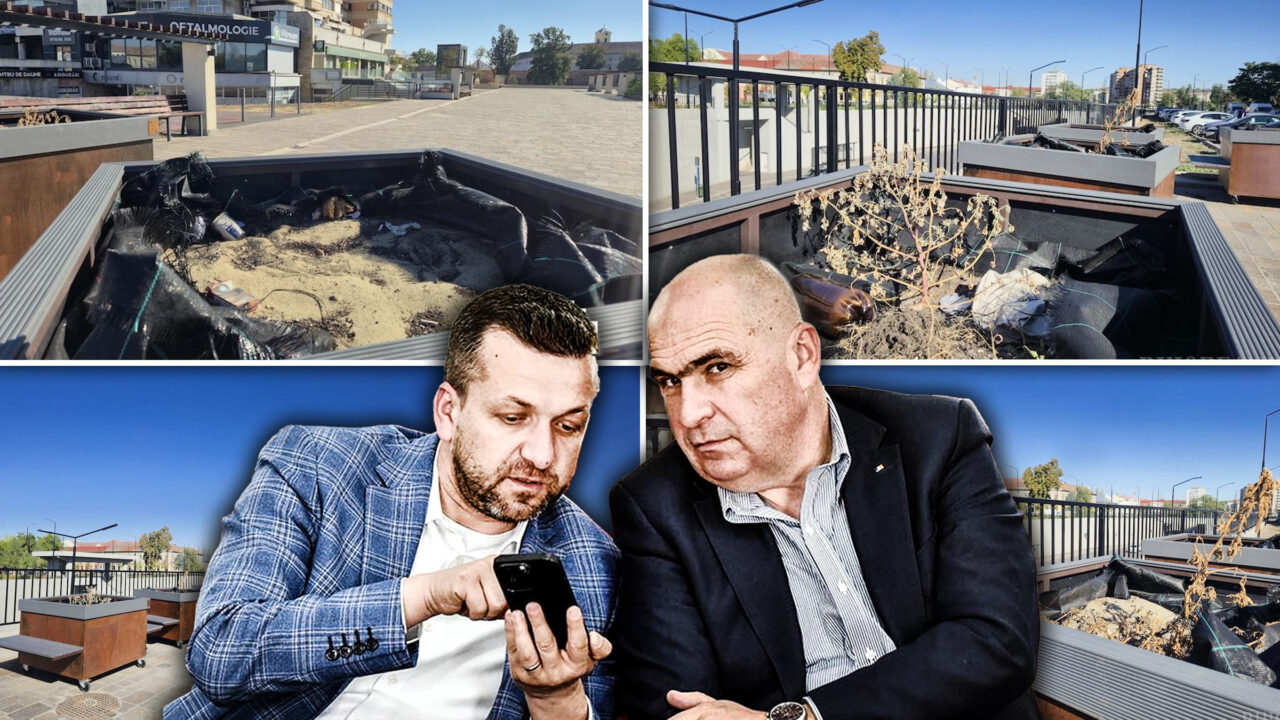 Eșecul proiectului de „păduri urbane mobile” din Oradea: copacii din ghivece costisitoare s-au uscat