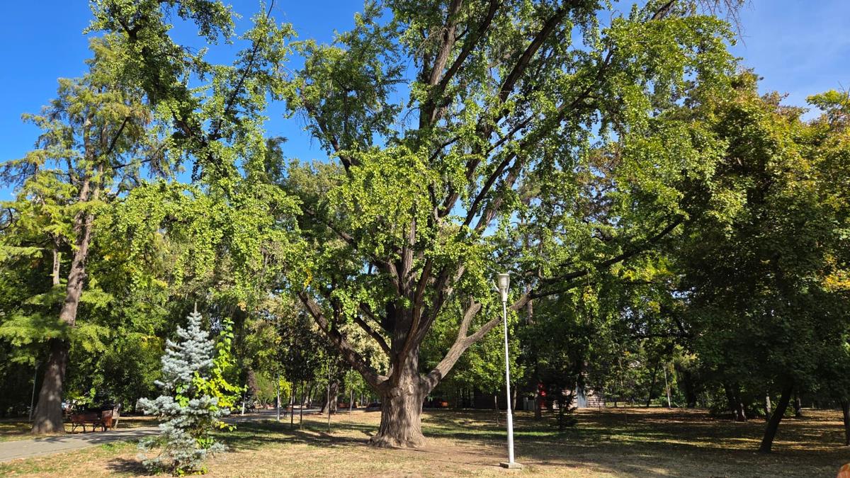 Primăria Timișoara lansează program de identificare și protejare a arborilor remarcabili